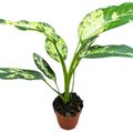 Dieffenbachia 'Yellow Star'