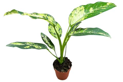 Dieffenbachia 'Yellow Star'