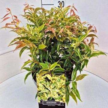 Leucothoe fontanesiana 'Rainbow'