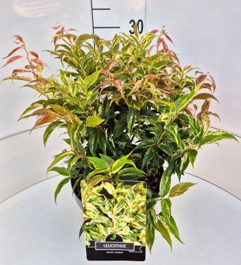Leucothoe fontanesiana 'Rainbow'