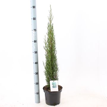 Cupressus sempervirens 'Тотем'