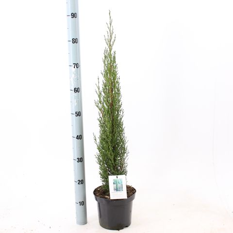 Cupressus sempervirens 'Тотем'