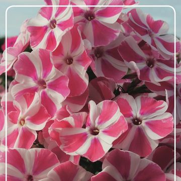 Phlox 'Peppermint Twist'