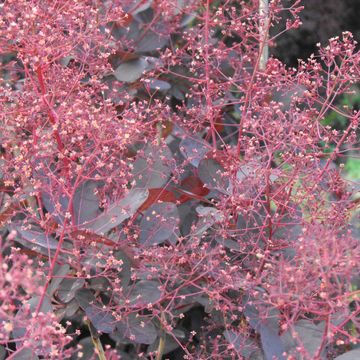 Cotinus coggygria 'Lilla'