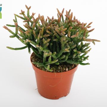 Rhipsalis burchellii