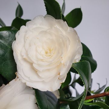 Camellia japonica 'Centifolia Alba'