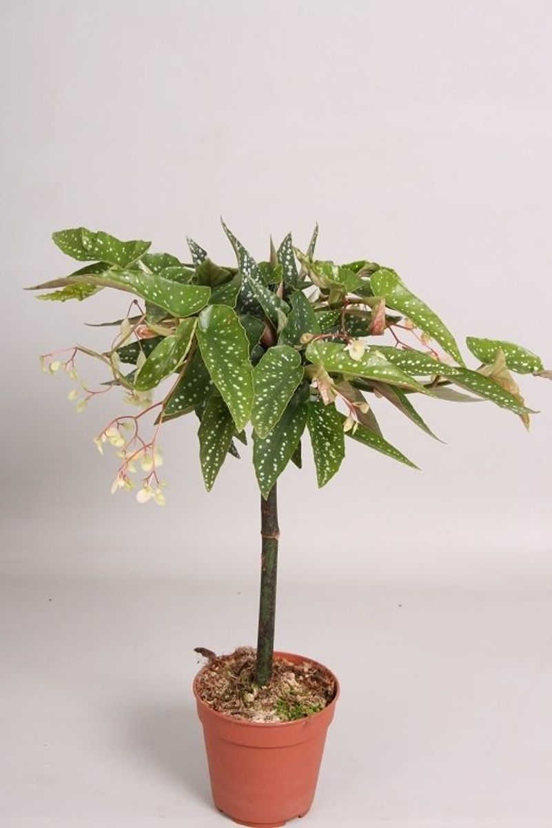 Begonia 'Tamaya White' — Mayorista de plantas FlorAccess