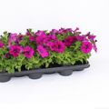 Petunia POTUNIA PURPLE
