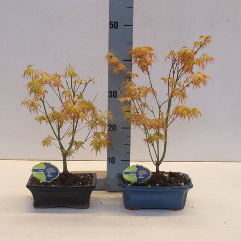 Acer palmatum 'Katsura'