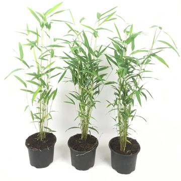 Fargesia 'Blue Dragon'