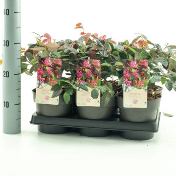 Loropetalum chinense 'Fire Dance'