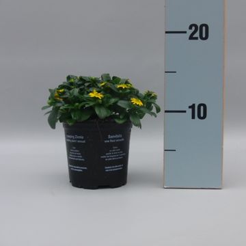 Sanvitalia procumbens