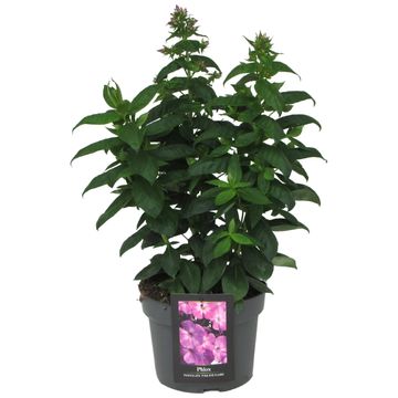 Phlox PINK EYE FLAME
