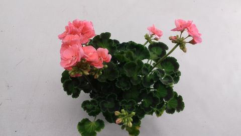 Pelargonium SUMMER IDOLS LIGHT SALMON