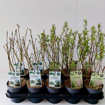 Salix MIX