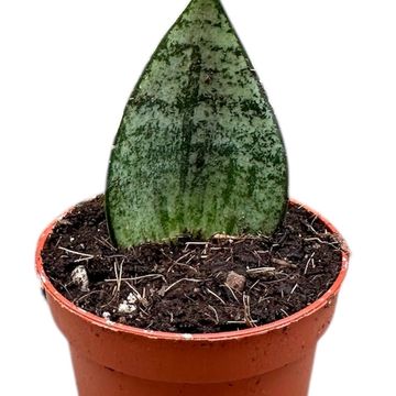 Sansevieria 'Ehrendel'