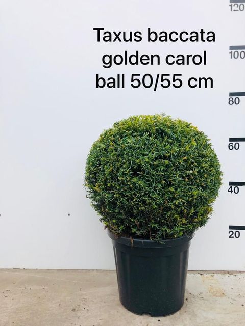 Taxus baccata 'Golden Carol'