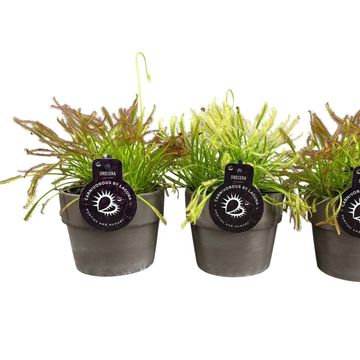 Drosera capensis MIX