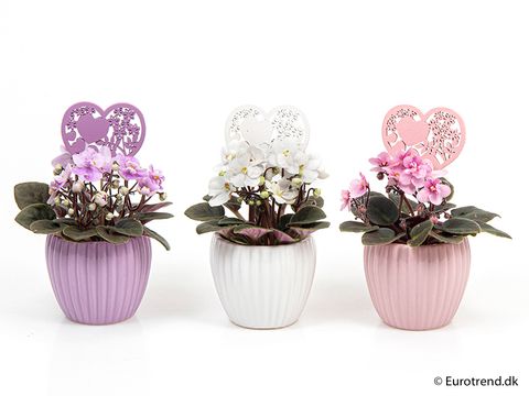 Saintpaulia ionantha MIX