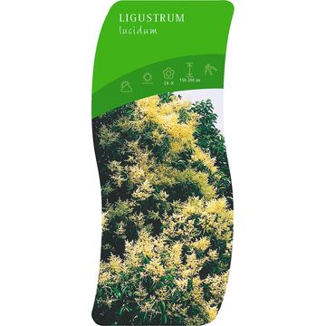 Ligustrum lucidum