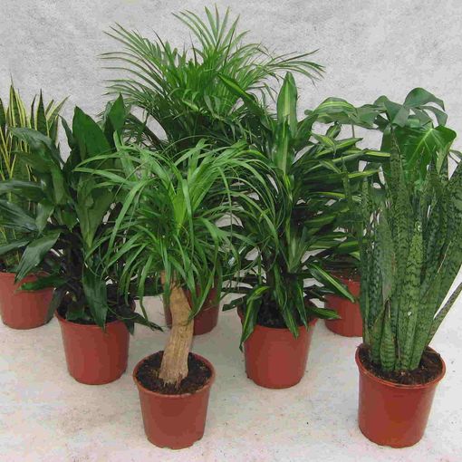 Plantes d'interieur MIX