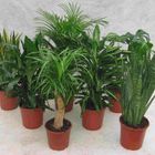 Plantas o interior MIX