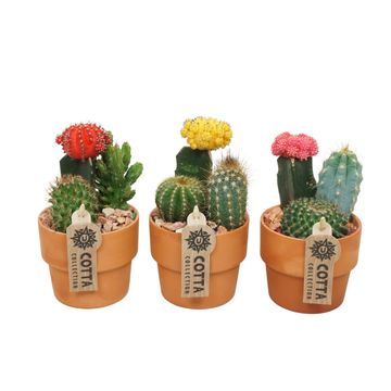 Arranjo Cactus