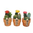 Arrangemang Cactus