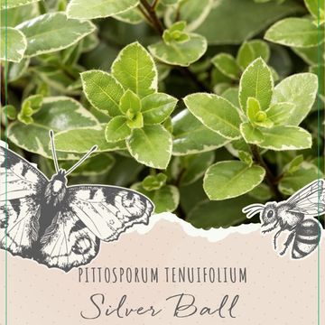 Pittosporum tenuifolium 'Silver Ball'