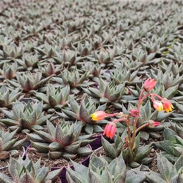 Echeveria 'Belle Etoile'