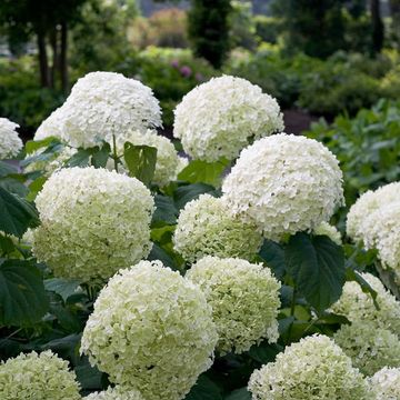 Hydrangea arborescens STRONG ANNABELLE / INCREDIBALL