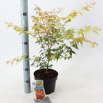 Acer palmatum 'Катсура'