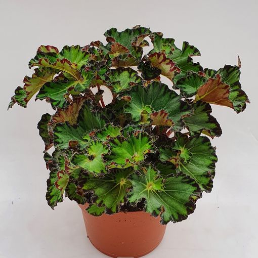 Begonia 'Fem'