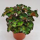 Begonia 'Fem'