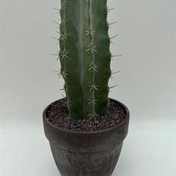 Lemaireocereus pruinosus
