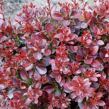 Berberis thunbergii 'Багатель'