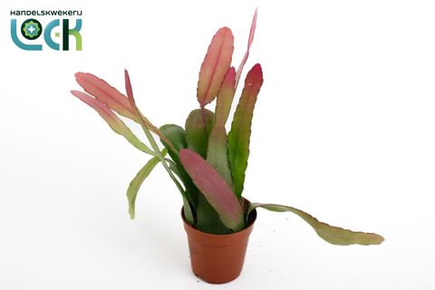 Pseudorhipsalis ramulosa 'Red Coral'