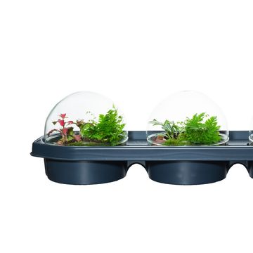 Аранжування Terrarium