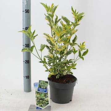 Sambucus nigra 'Madonna'