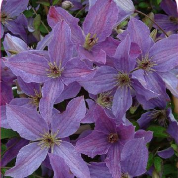 Clematis SUNNY SKY (Vt)