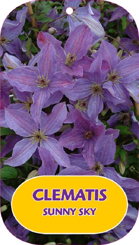 Clematis SUNNY SKY (Vt)