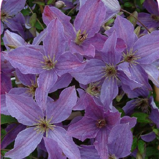 Clematis САННИ СКАЙ (Vt)