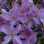 Clematis САННИ СКАЙ (Vt)