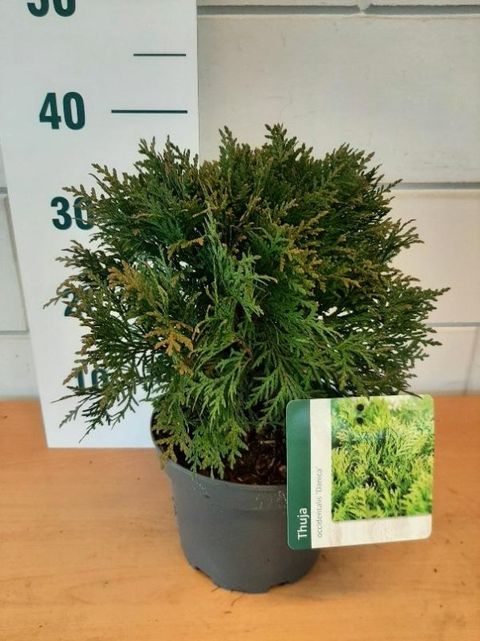 Thuja occidentalis 'Danica'