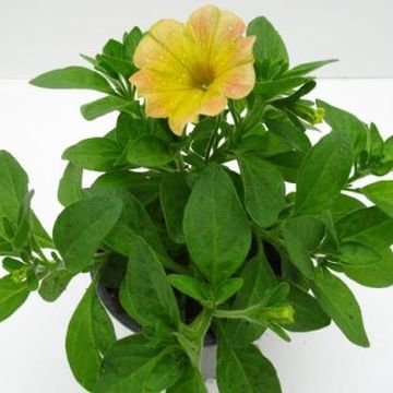 Petunia 'Mango Madness'