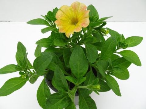 Petunia 'Mango Madness'