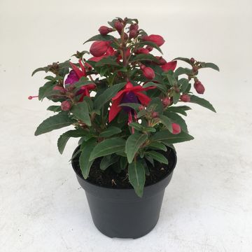 Fuchsia 'Tom Thumb'