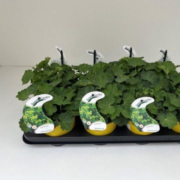 Alchemilla mollis