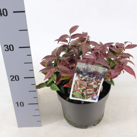 Leucothoe LOVITA