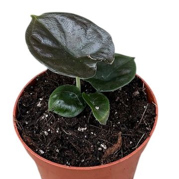Alocasia infernalis BLACK MAGIC